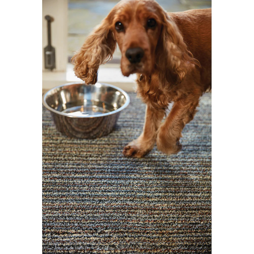 Dog standing on a carpet next to a metal bowl