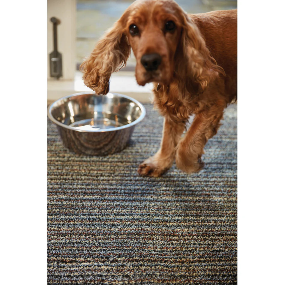 Dog standing on a carpet next to a metal bowl