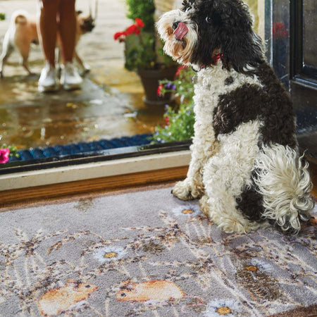 Black and white dog sitting on a patterned rug with a glass door and plants in the background.
