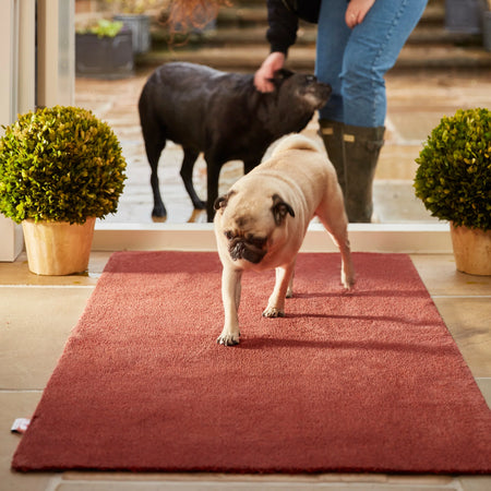 Two dogs on a red mat with a person in the background